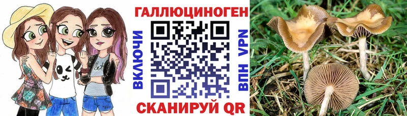 где можно купить   Кизел  Галлюциногенные грибы Magic Shrooms 